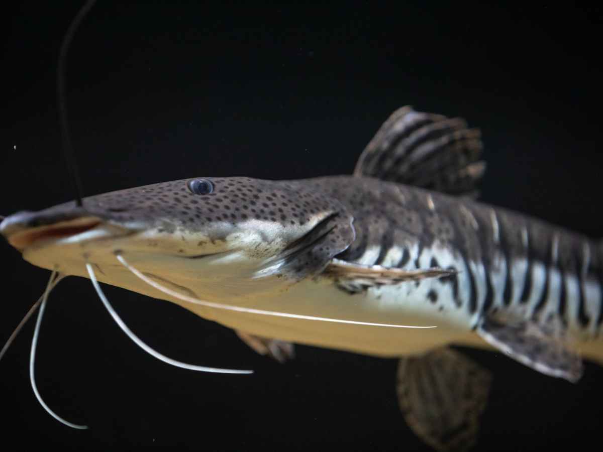 How to avoid a&nbsp;catfisher