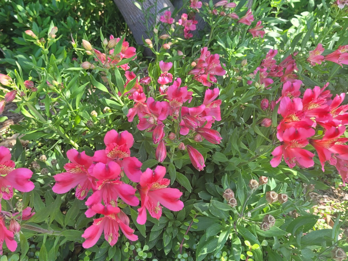 Butterflies at the Botanical&nbsp;Garden