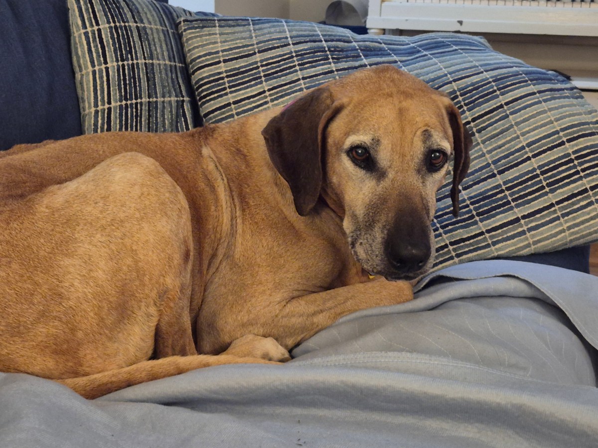 RIP my sweet Hailee/Houdini&nbsp;1/28/2026