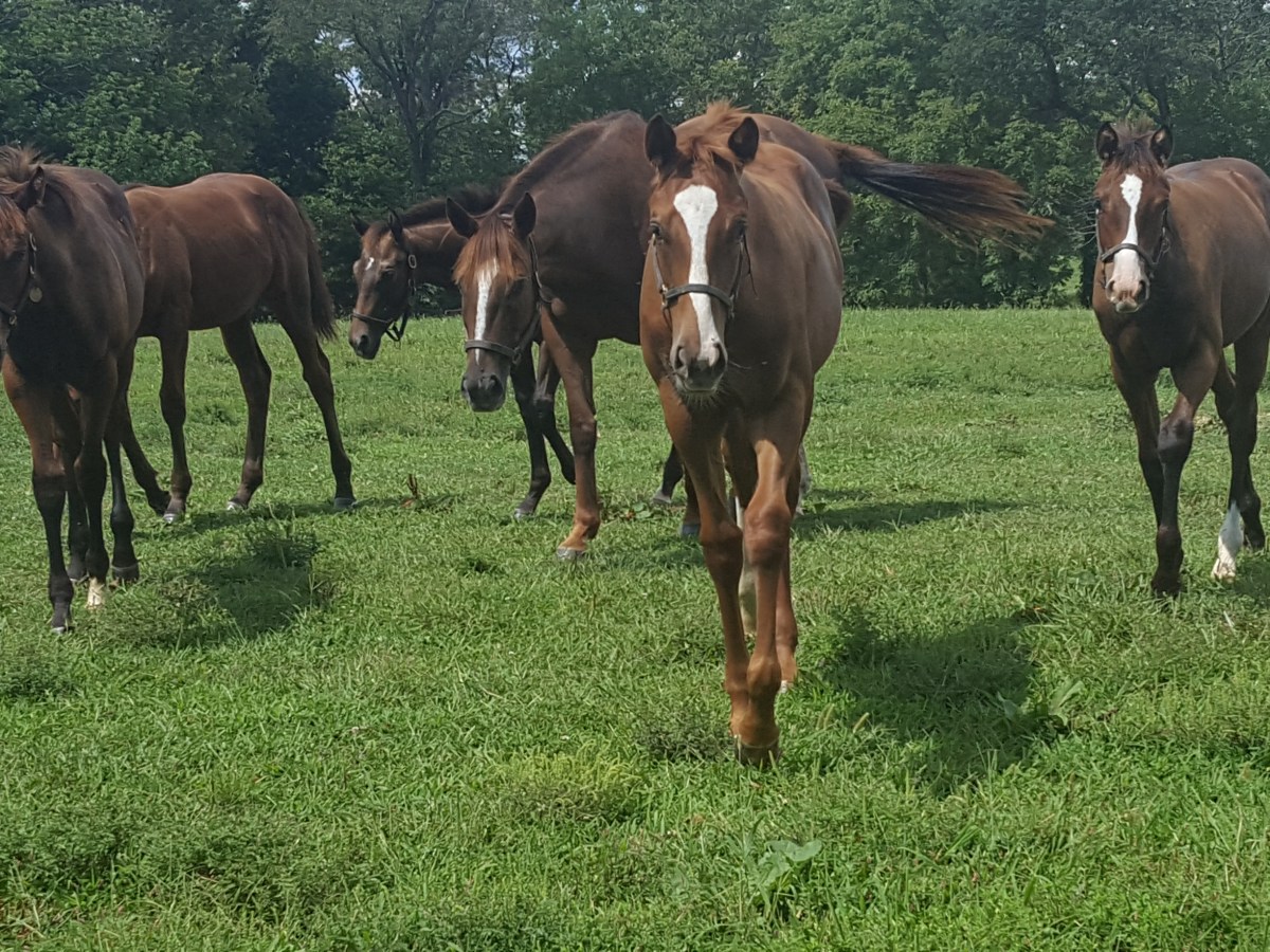 Learning Curve with&nbsp;Horses